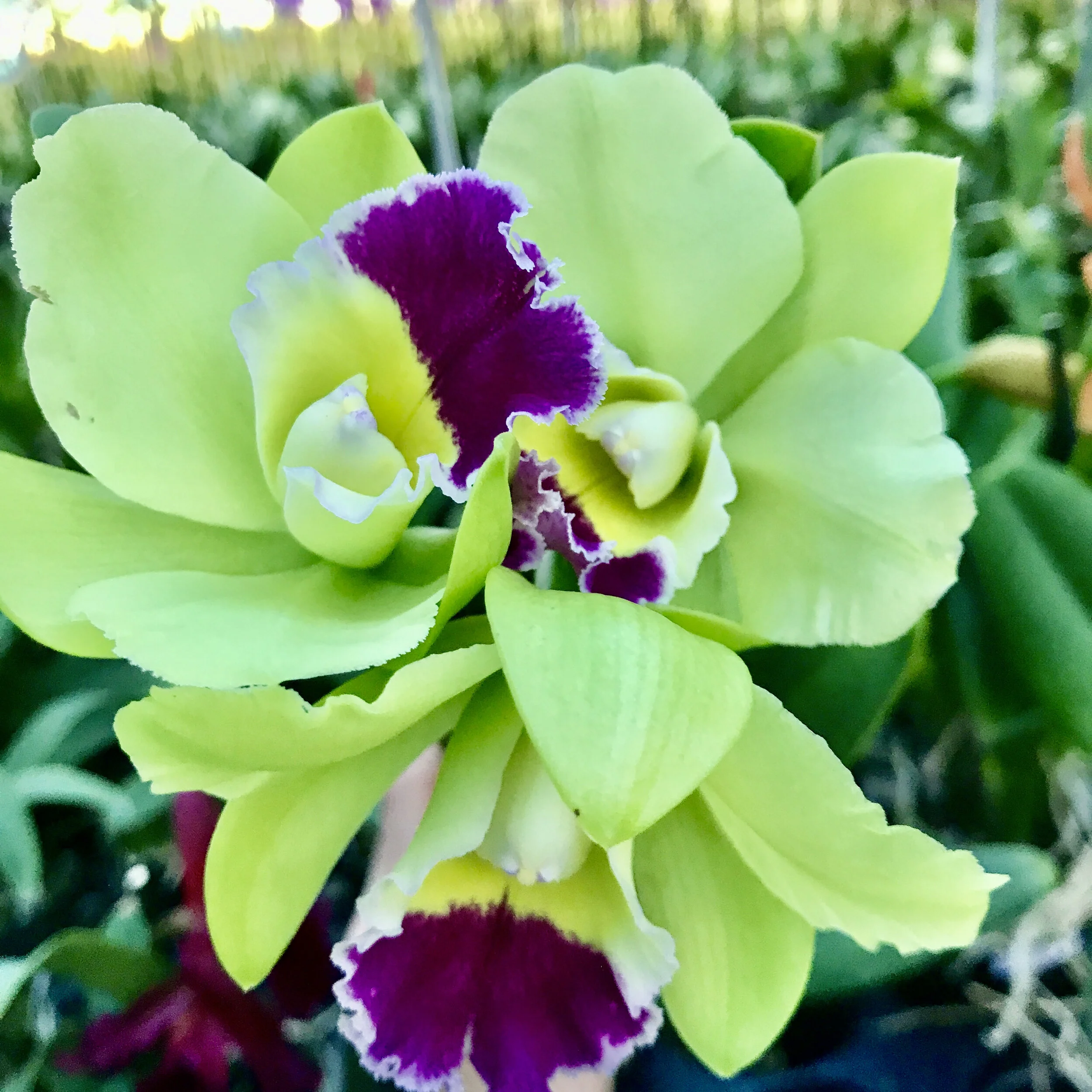 Rlc. Hsinying Greenworth 'NN' — Palmer Orchids